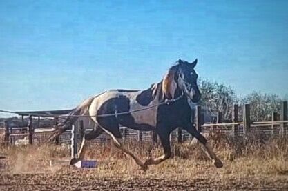 Friesian Warmblood mare, Giada, Pferd kaufen, Tucson, Abbildung 10