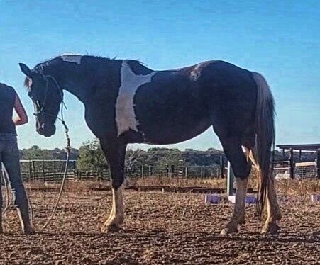 Friesian Warmblood mare, Giada, Pferd kaufen, Tucson, Abbildung 9