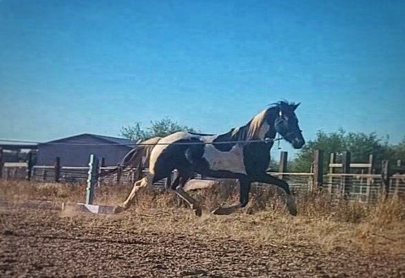 Friesian Warmblood mare, Giada, Pferd kaufen, Tucson, Abbildung 8