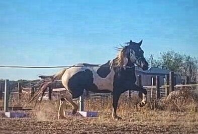 Friesian Warmblood mare, Giada, Pferd kaufen, Tucson, Abbildung 12