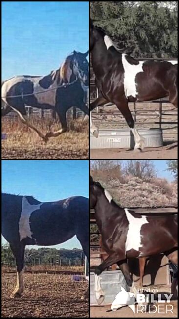 Friesian Warmblood mare, Giada, Pferd kaufen, Tucson, Abbildung 14