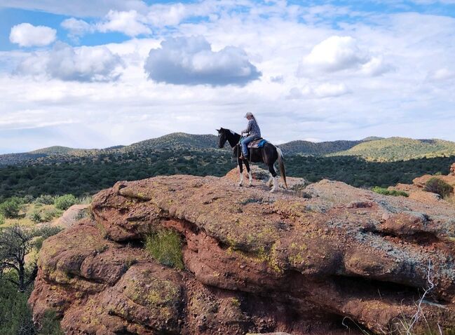 Friesian Warmblood mare, Giada, Pferd kaufen, Tucson