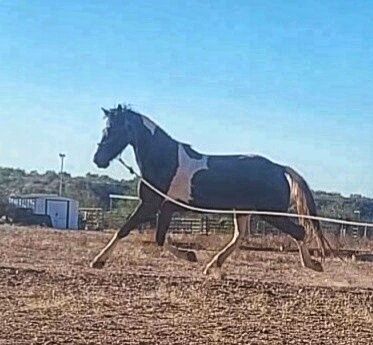Friesian Warmblood mare, Giada, Pferd kaufen, Tucson, Abbildung 13