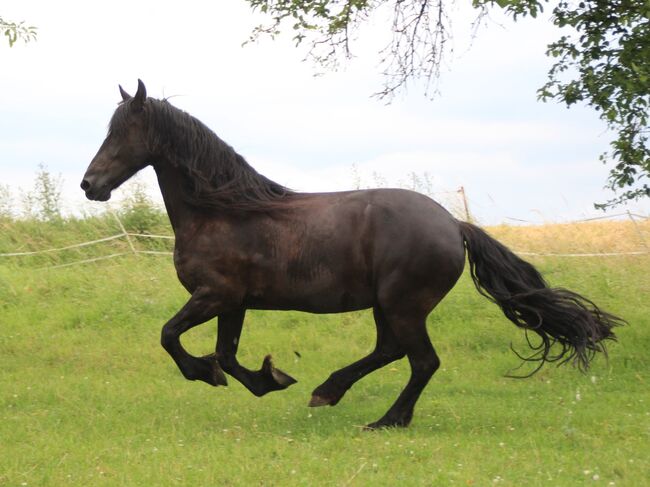 #friesianlove #blackpearl, WOW Pferd  (WOW Pferd), Horses For Sale, Bayern - Attenkirchen, Image 9