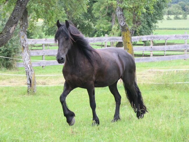 #friesianlove #blackpearl, WOW Pferd  (WOW Pferd), Horses For Sale, Bayern - Attenkirchen, Image 8