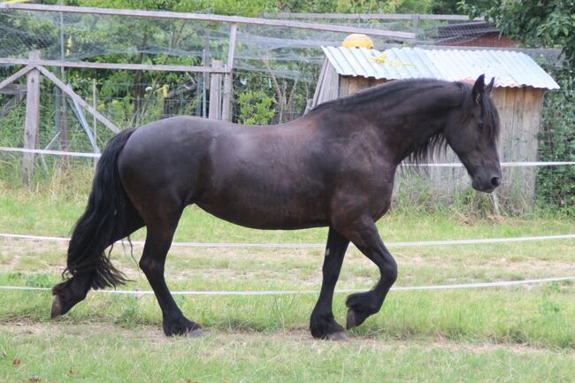 #friesianlove #blackpearl, WOW Pferd  (WOW Pferd), Horses For Sale, Bayern - Attenkirchen, Image 4