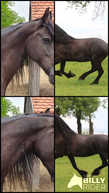#friesianlove #blackpearl, WOW Pferd  (WOW Pferd), Horses For Sale, Bayern - Attenkirchen, Image 11
