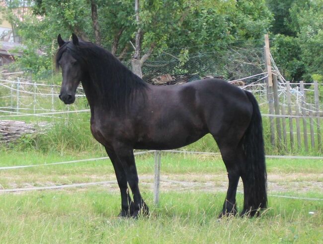 #friesianlove #blackpearl, WOW Pferd  (WOW Pferd), Horses For Sale, Bayern - Attenkirchen, Image 3