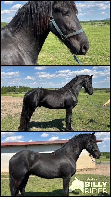 Friesian stallions, Tünde, Pferd kaufen, Lovászpatona, Abbildung 4