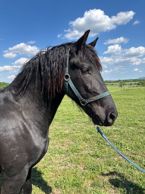 Friesian stallions, Tünde, Pferd kaufen, Lovászpatona