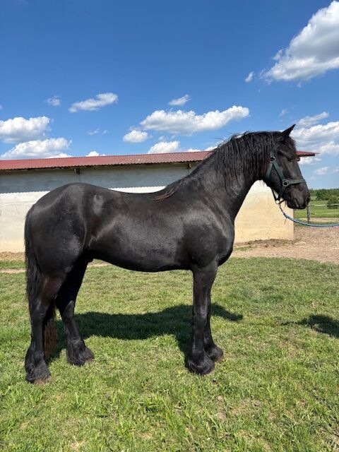 Friesian stallions, Tünde, Pferd kaufen, Lovászpatona, Abbildung 3