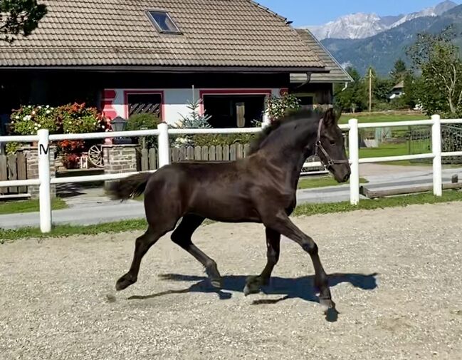 Friesenstutfohlen, Barbara , Horses For Sale, St. Michael , Image 2