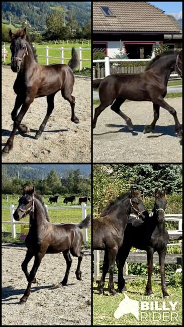 Friesenstutfohlen, Barbara , Horses For Sale, St. Michael , Image 5