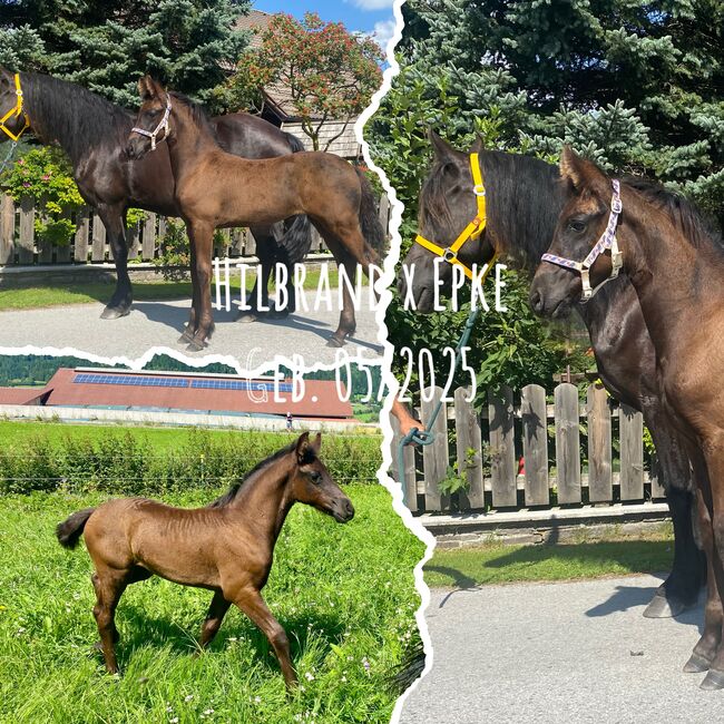 Friesenstutfohlen, Barbara , Horses For Sale, St. Michael , Image 4