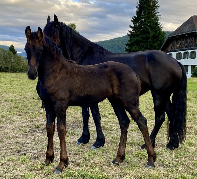 Friesenstutfohlen, Barbara , Horses For Sale, St. Michael 