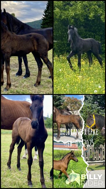 Friesenstutfohlen, Barbara , Horses For Sale, St. Michael , Image 6