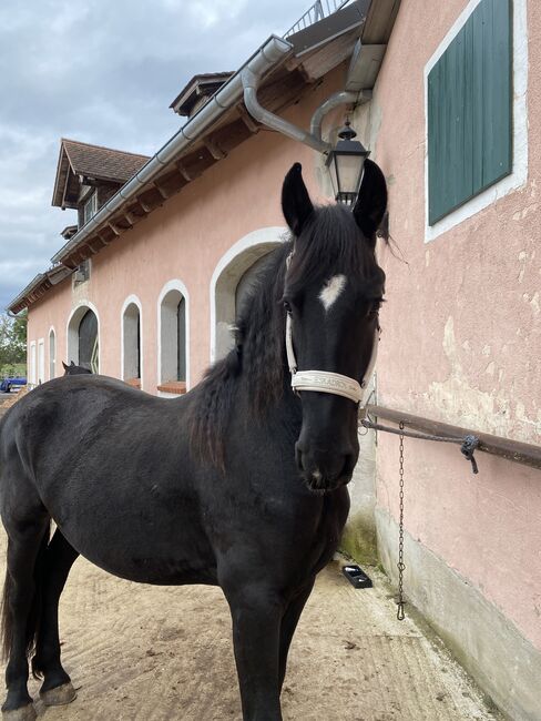 Friesen Stute sucht neuen ❤️-Mensch, Enya, Horses For Sale, Allersberg , Image 3