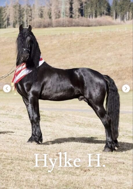 Friesen Hengstfohlen, Silvia, Horses For Sale, Irdning, Image 2