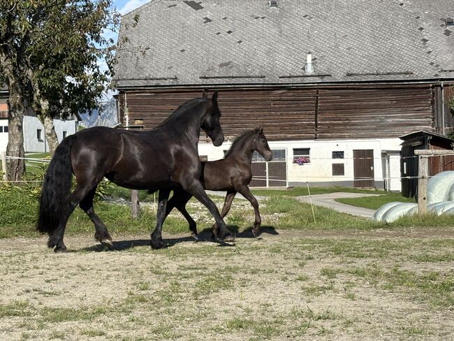 Friesen Hengstfohlen, Silvia, Horses For Sale, Irdning, Image 4