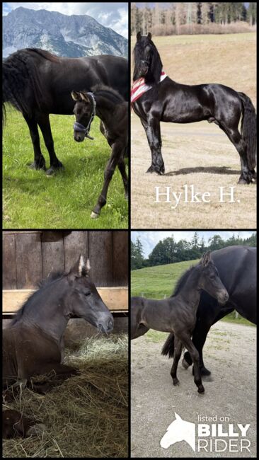 Friesen Hengstfohlen, Silvia, Horses For Sale, Irdning, Image 7