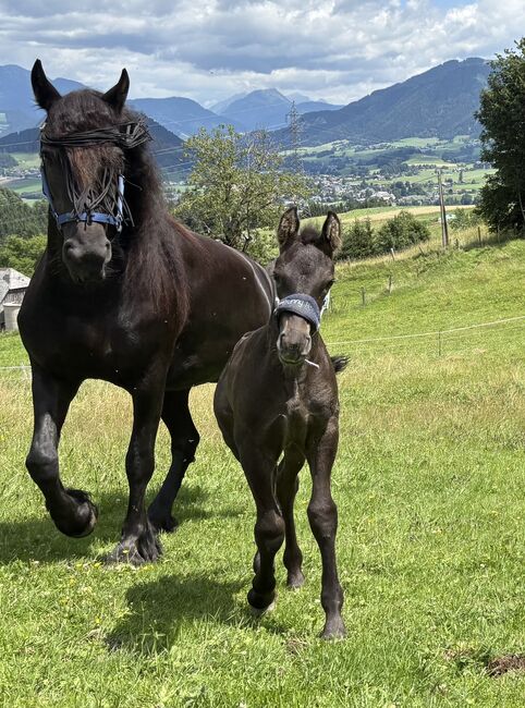 Friesen Hengstfohlen, Silvia, Horses For Sale, Irdning, Image 5
