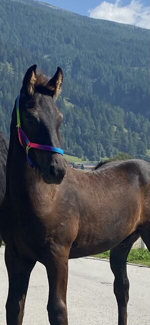 Friesenhengstfohlen, Barbara , Horses For Sale, St. Michael , Image 3