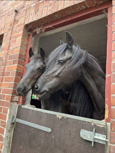 Friesen Hengstfohlen Jurre x Jouwe, Pia, Horses For Sale, Edemissen , Image 3