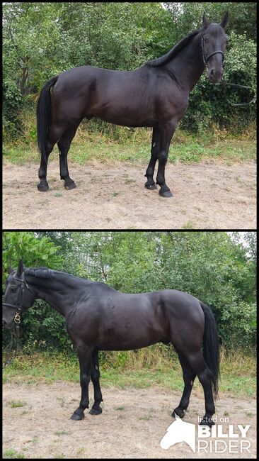 Freizetpferd, Jozsef, Horses For Sale, Békés, Image 3