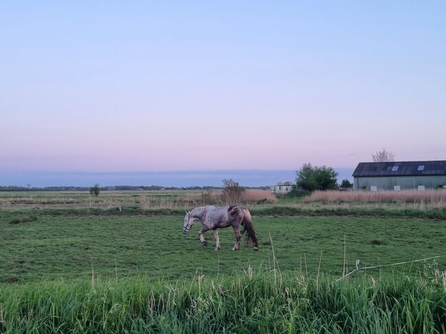 Friesenmix in weiß, Miriam , Horses For Sale, Süderlügum, Image 5