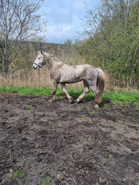 Friesenmix in weiß, Miriam , Horses For Sale, Süderlügum, Image 7