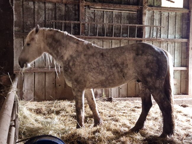 Friesenmix in weiß, Miriam , Horses For Sale, Süderlügum