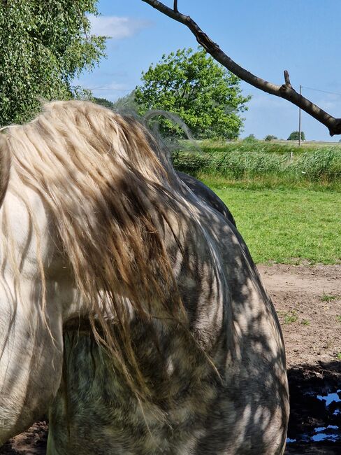 Friesenmix in weiß, Miriam , Horses For Sale, Süderlügum, Image 3