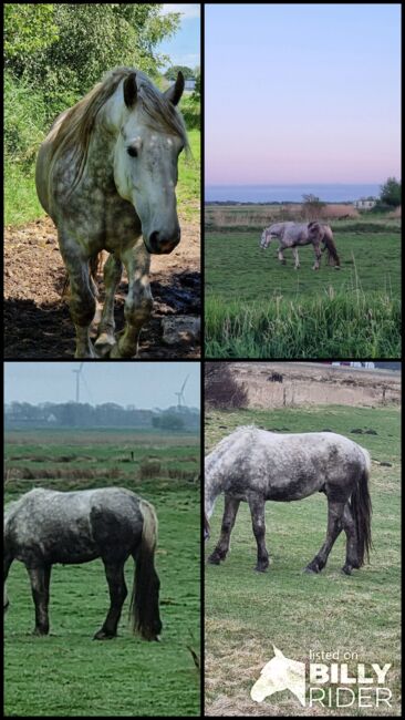 Friesenmix in weiß, Miriam , Horses For Sale, Süderlügum, Image 12