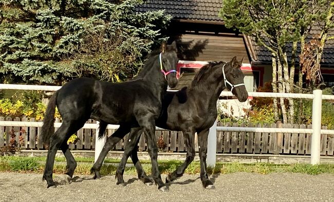 Friesenhengste, Barbara , Horses For Sale, St. Michael 