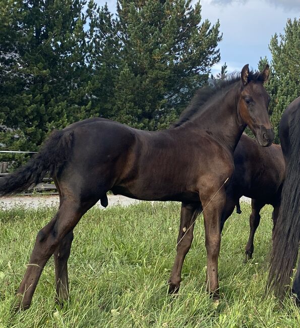 Friesenhengste, Barbara , Horses For Sale, St. Michael 