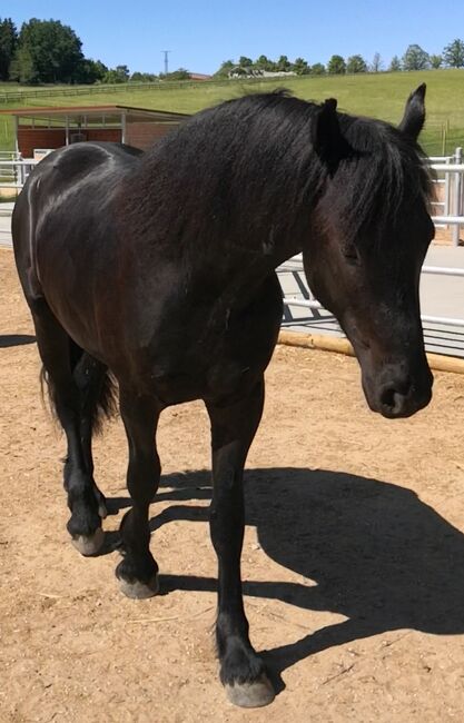 Friesen-Hengst, 2,5 Jahre alt, Annett, Horses For Sale, Paunzhausen