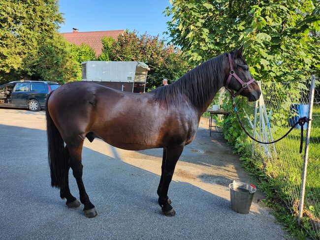 Freizeit Reit Beistellpferd, Wolfgang Köhler, Horses For Sale, Stegersbach