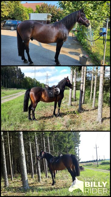 Freizeit Reit Beistellpferd, Wolfgang Köhler, Horses For Sale, Stegersbach, Image 4