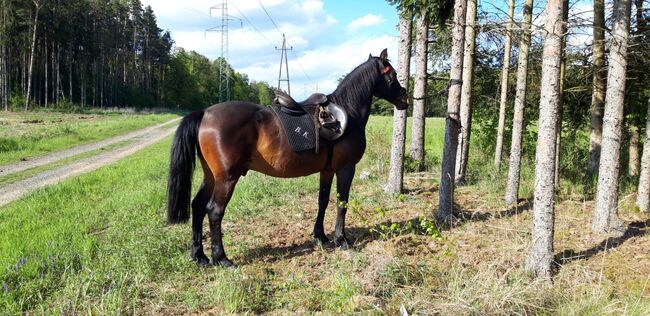 Freizeit Reit Beistellpferd, Wolfgang Köhler, Horses For Sale, Stegersbach, Image 2