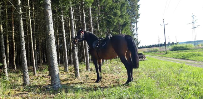 Freizeit Reit Beistellpferd, Wolfgang Köhler, Horses For Sale, Stegersbach, Image 3