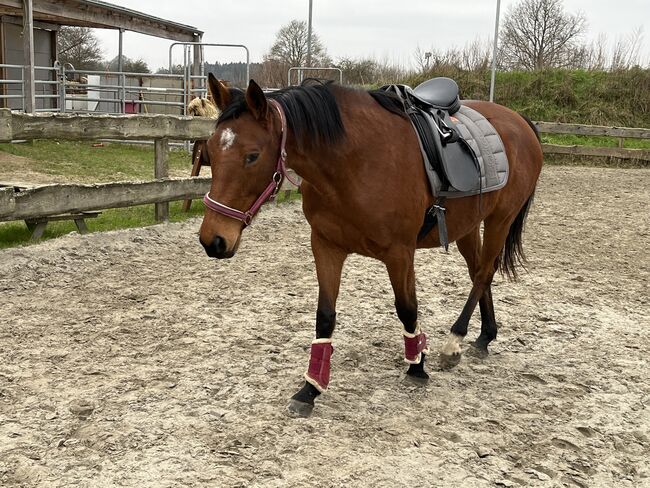 Freizeitstute, Meike , Horses For Sale, Ostrohe, Image 2