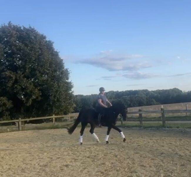 Freizeitpferd, Zuchtstute, Ni Col, Horses For Sale, Hiddenhausen