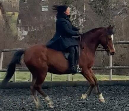 Freizeit-Pferd für schöne Ausritte und viel Spass im Viereck, Ursula, Horses For Sale, Sankt Gallen