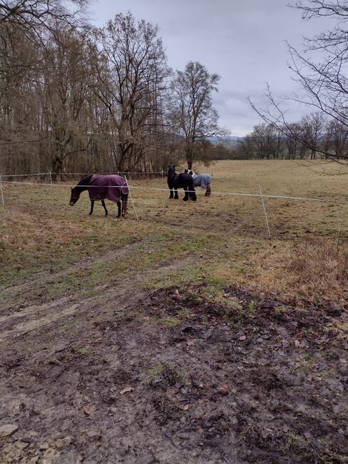 Freizeitpferd, niederländische WB Stute sucht ihren Menschen, Vanessa S. , Horses For Sale, Calden, Image 2