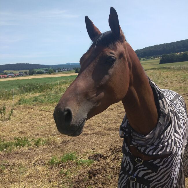 Freizeitpferd, niederländische WB Stute sucht ihren Menschen, Vanessa S. , Horses For Sale, Calden, Image 6