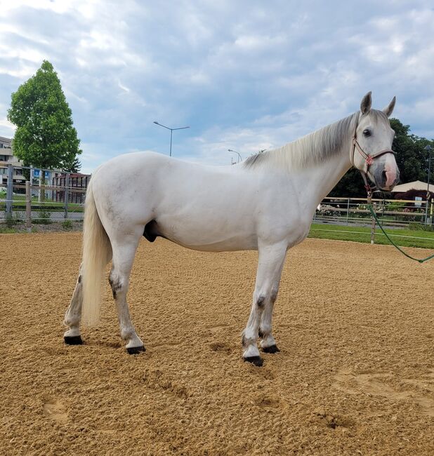 Freizeitpferd, Ursula Loser, Horses For Sale, Höchst, Image 2