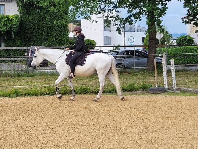 Freizeitpferd, Ursula Loser, Horses For Sale, Höchst, Image 3