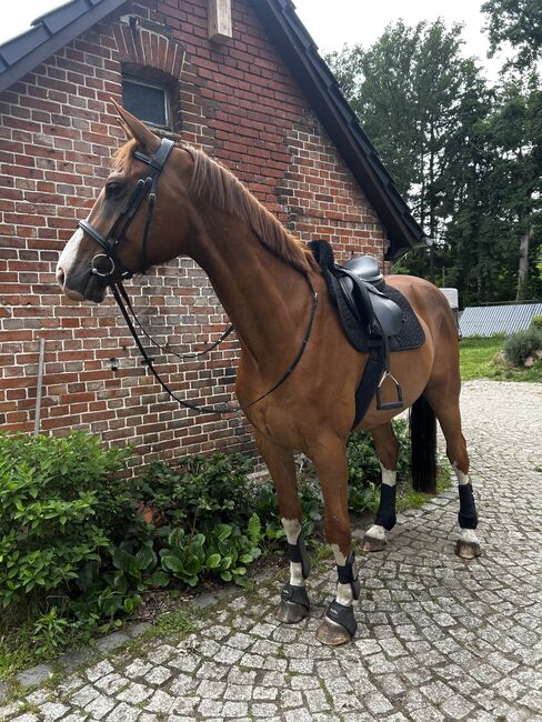 Freizeitpferd, Emily , Horses For Sale, Lenzen (Elbe), Image 3