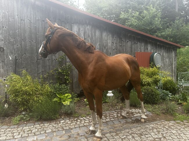 Freizeitpferd, Emily , Horses For Sale, Lenzen (Elbe)