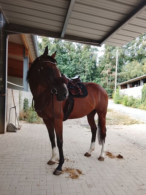 Freizeitpferd, Linda, Horses For Sale, Neuwied 